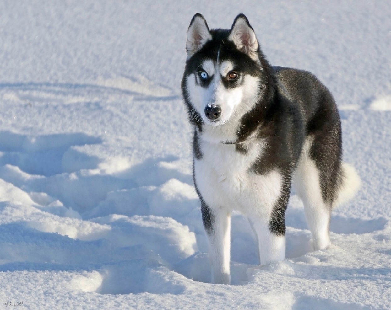 служебные породы собак небольших размеров. порода служебных собак 5. служебные собаки разных пород. порода служебных собак 5. немецкая овчарка k9.