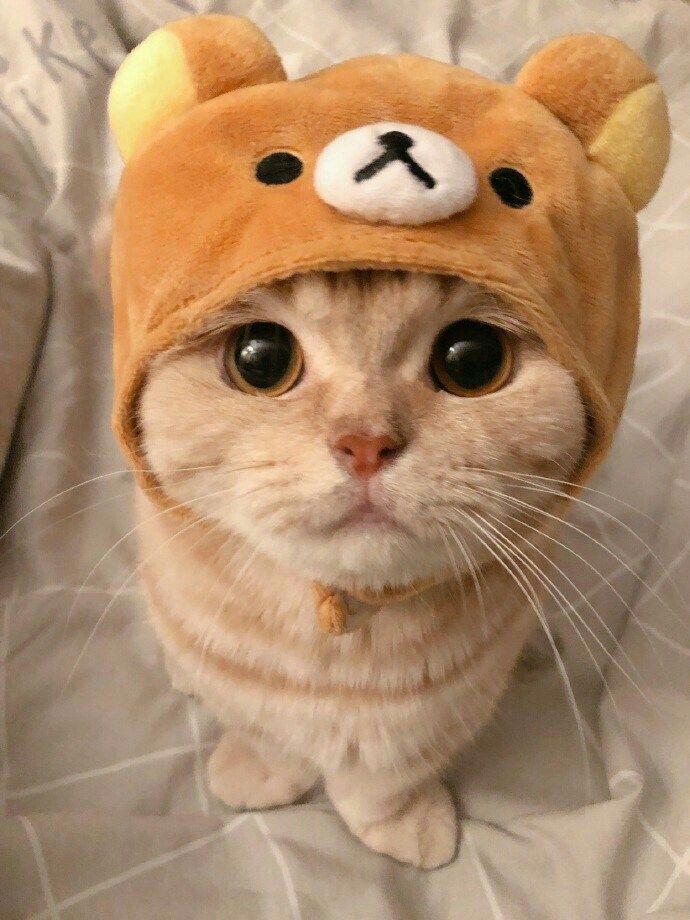 котики