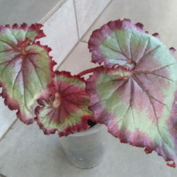 купить Бегония rex Raspberry Torte