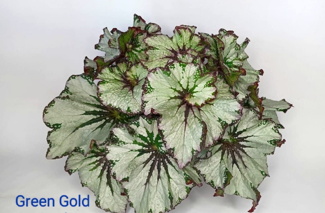 купить бегониию Green Gold