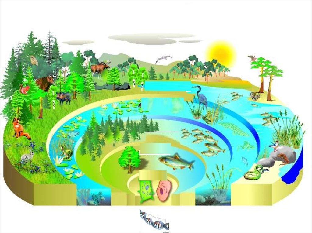 Механизмы экологических систем. Уровни организации живой природы схема. Экосистема. Экосистема для дошкольников. Экосистема это в экологии.