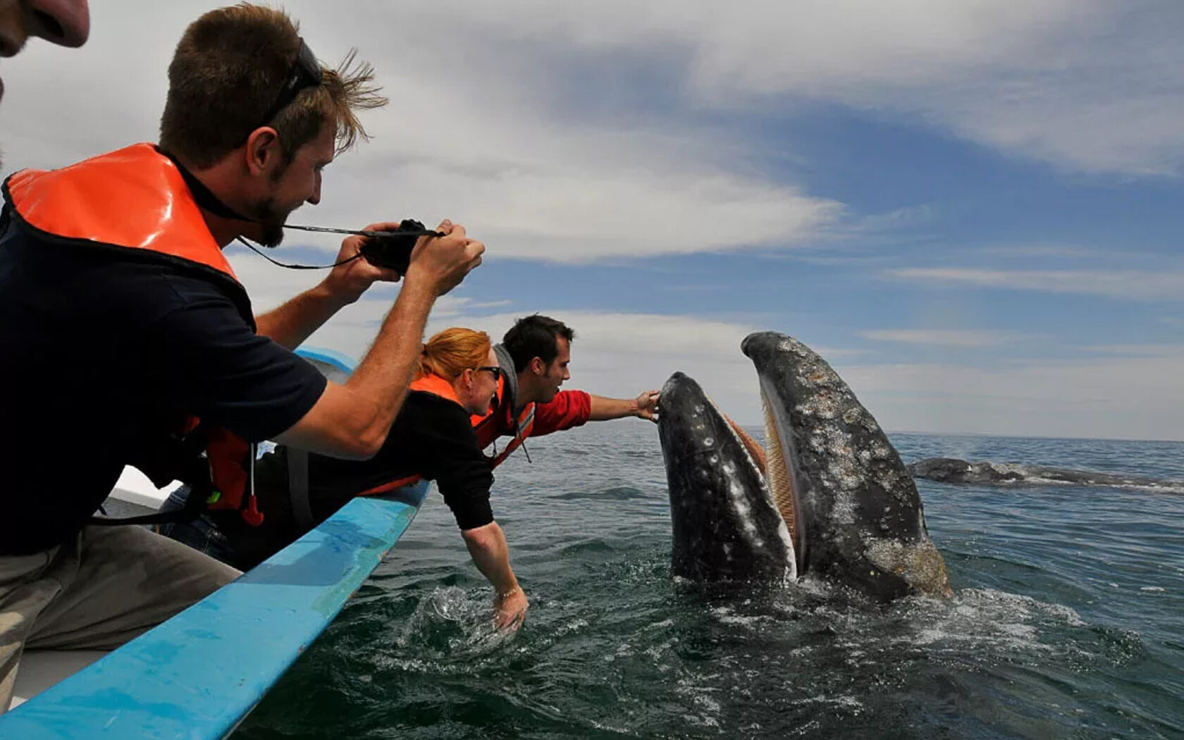 Кит личная жизнь. Встреча с китом. Киты в Доминикане. Киты экскурсия. Киты и туристы.