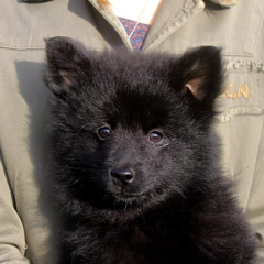 Питомник немецких вольфшпицев Vitania Star