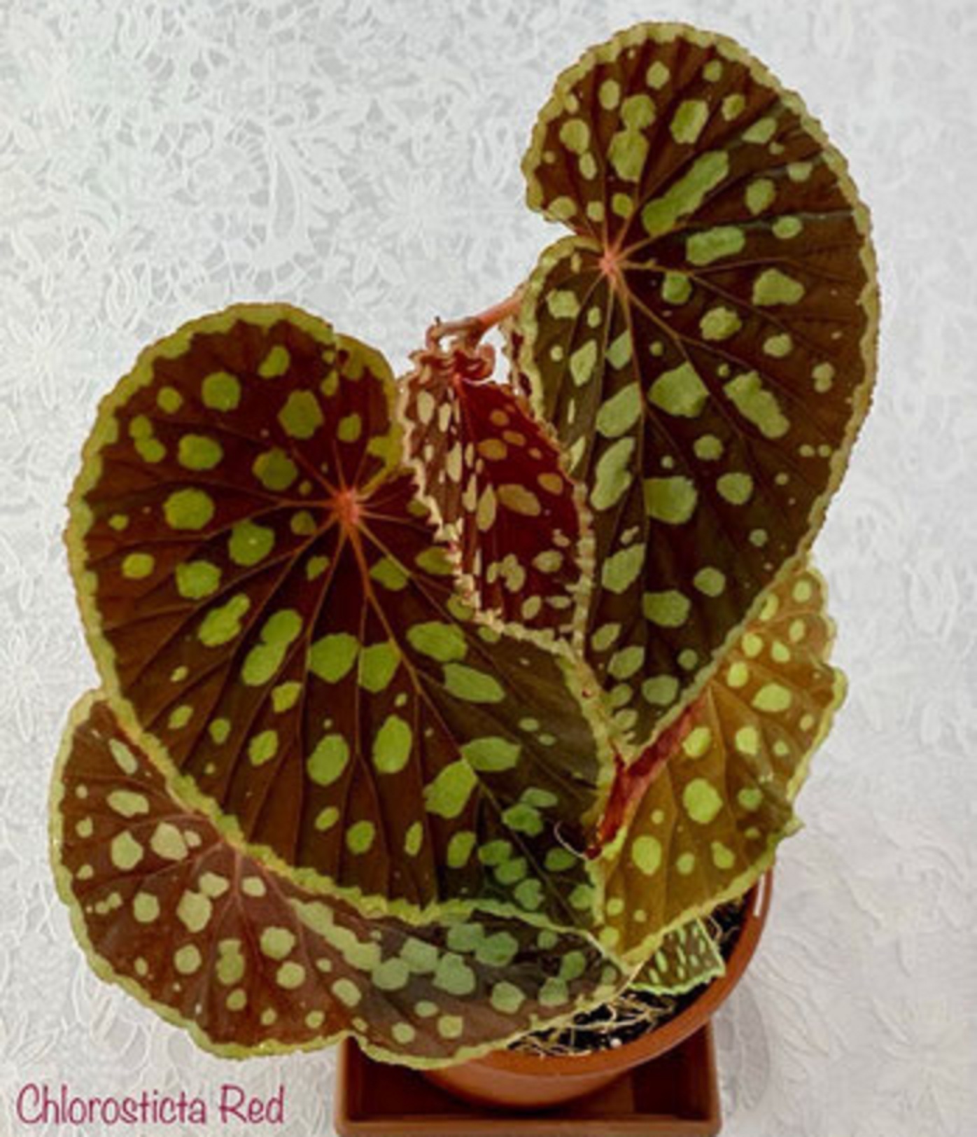 Chlorosticta Red form бегония