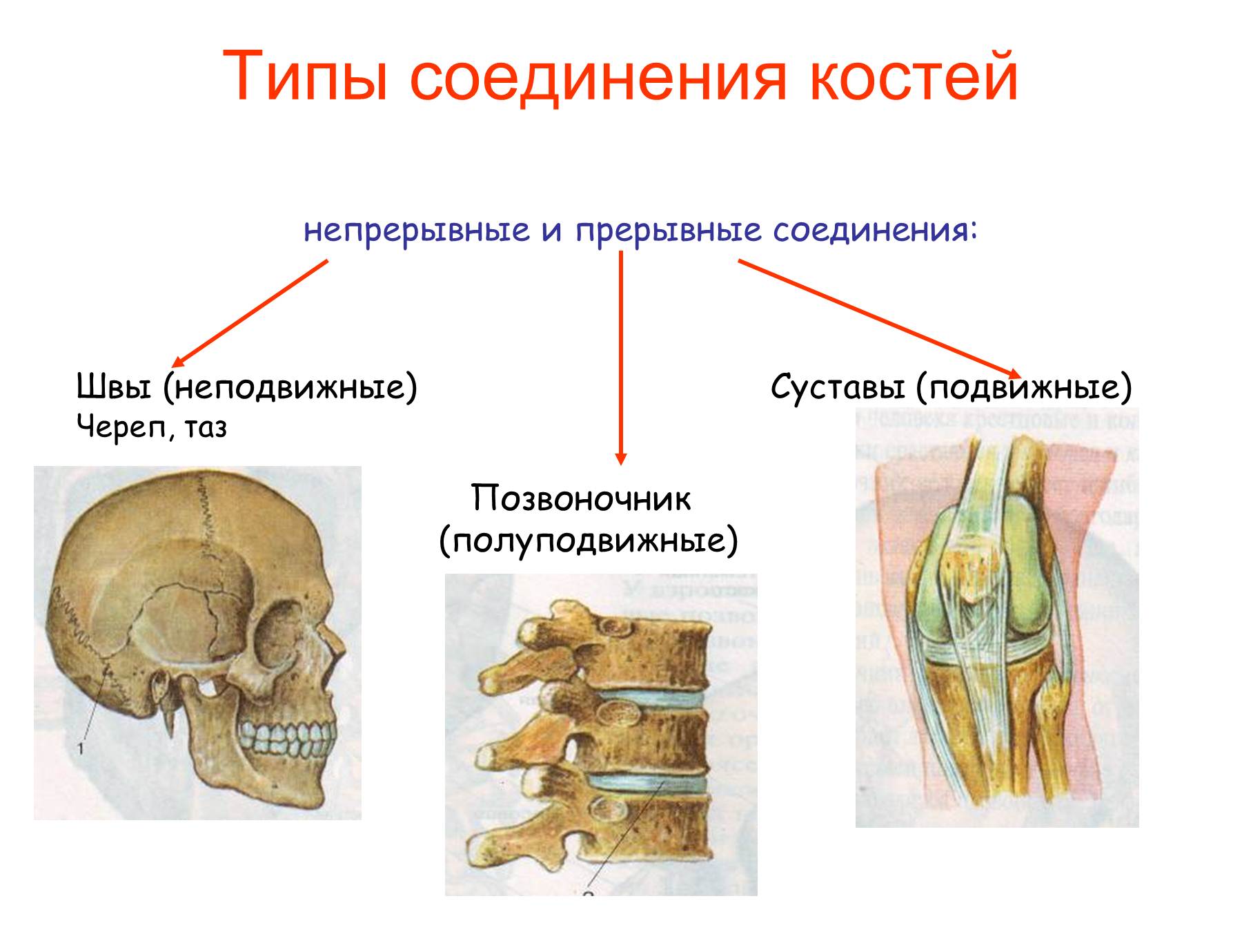 Кости позвоночника тип соединения. Соединение костей человека непрерывные прерывные. Подвижное полуподвижное и неподвижное соединение костей. Соединения костей непрерывные прерывные симфизы. Неподвижные полуподвижные и подвижные соединения костей.