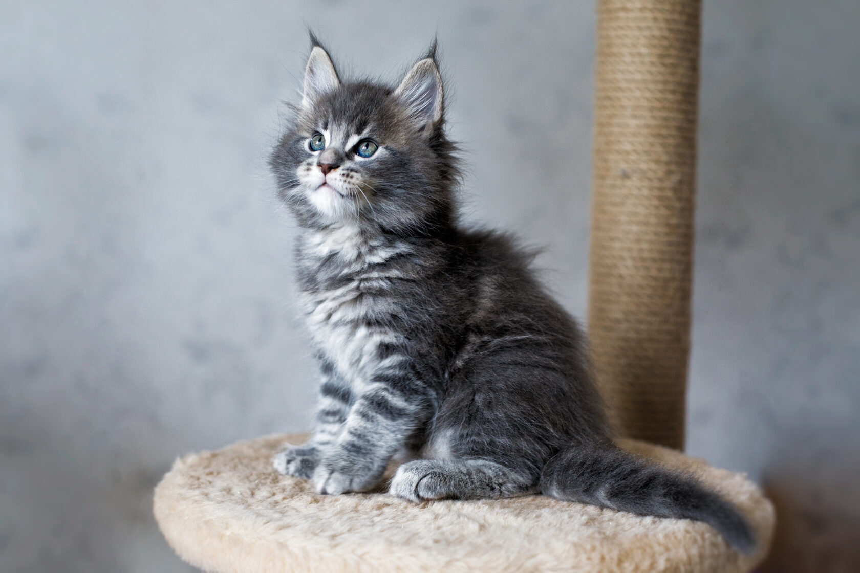 Котята Мейн Кун Купить В Туле