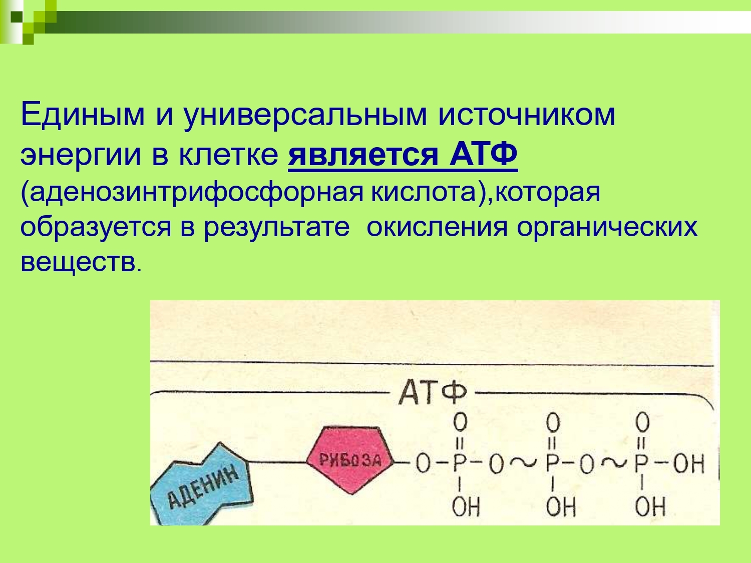 В живом организме источником энергии является. Универсальный источник энергии.