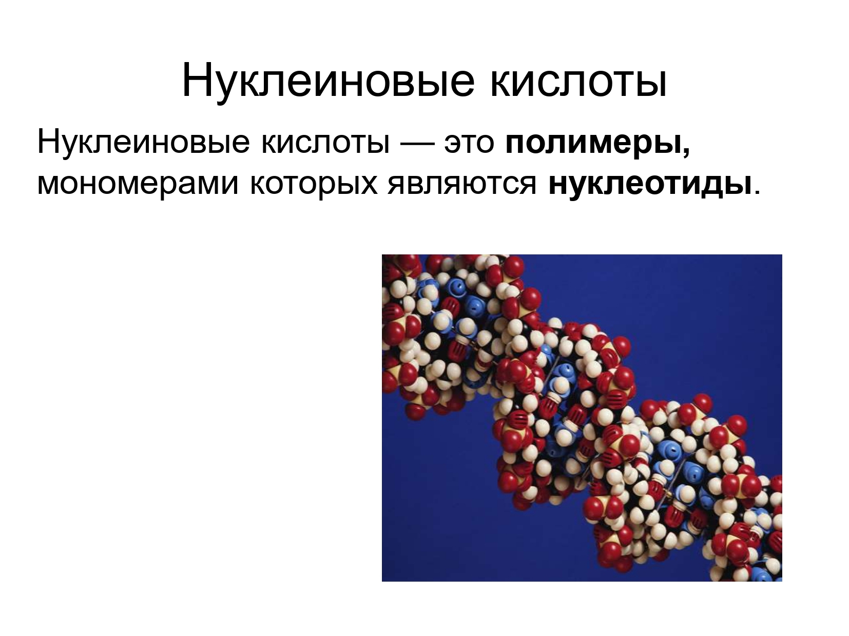 Основные нуклеиновые кислоты. Биологические полимеры нуклеиновые кислоты. Нуклеиновые кислоты химия 10 класс. Химическая структура нуклеиновых кислот. Нуклеиновые кислоты названия.