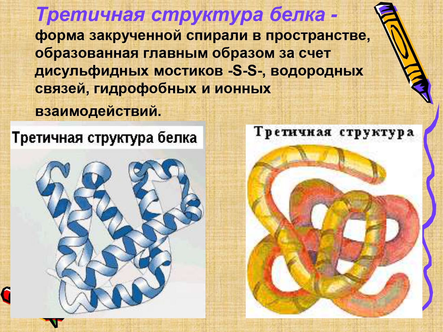 Рисунок белков. Третичная структура структура белка. Третичная структура белка это:третичная структура белка это. Третичная структура белка ЯКЛАСС. Форма третичной структуры белка.