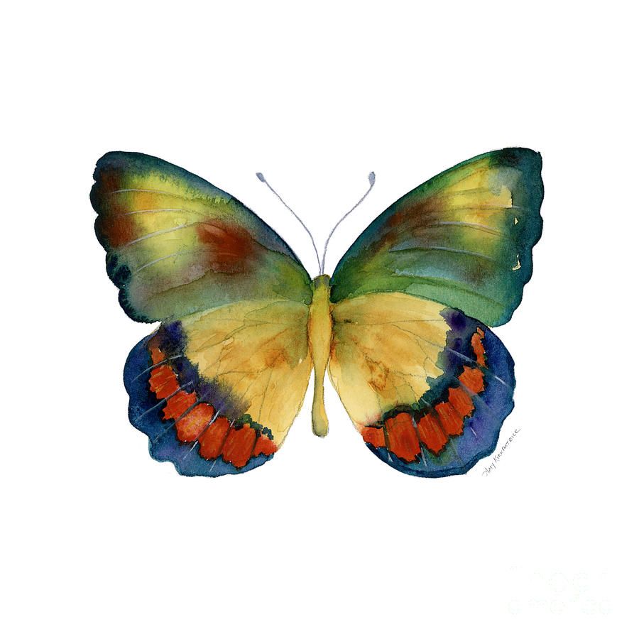 Крылья бабочки акварель