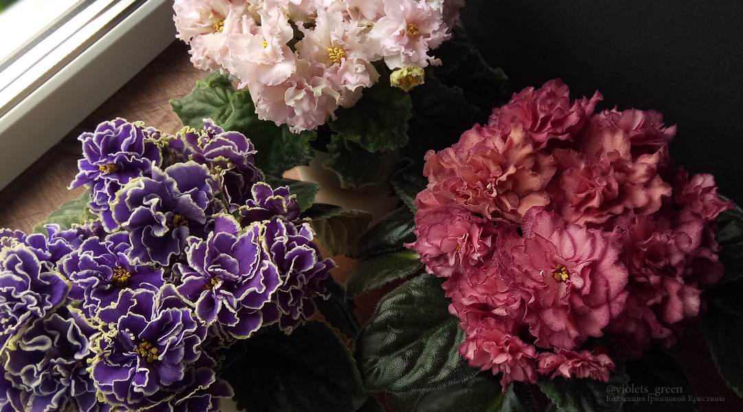 Сортовые фиалки в Челябинске