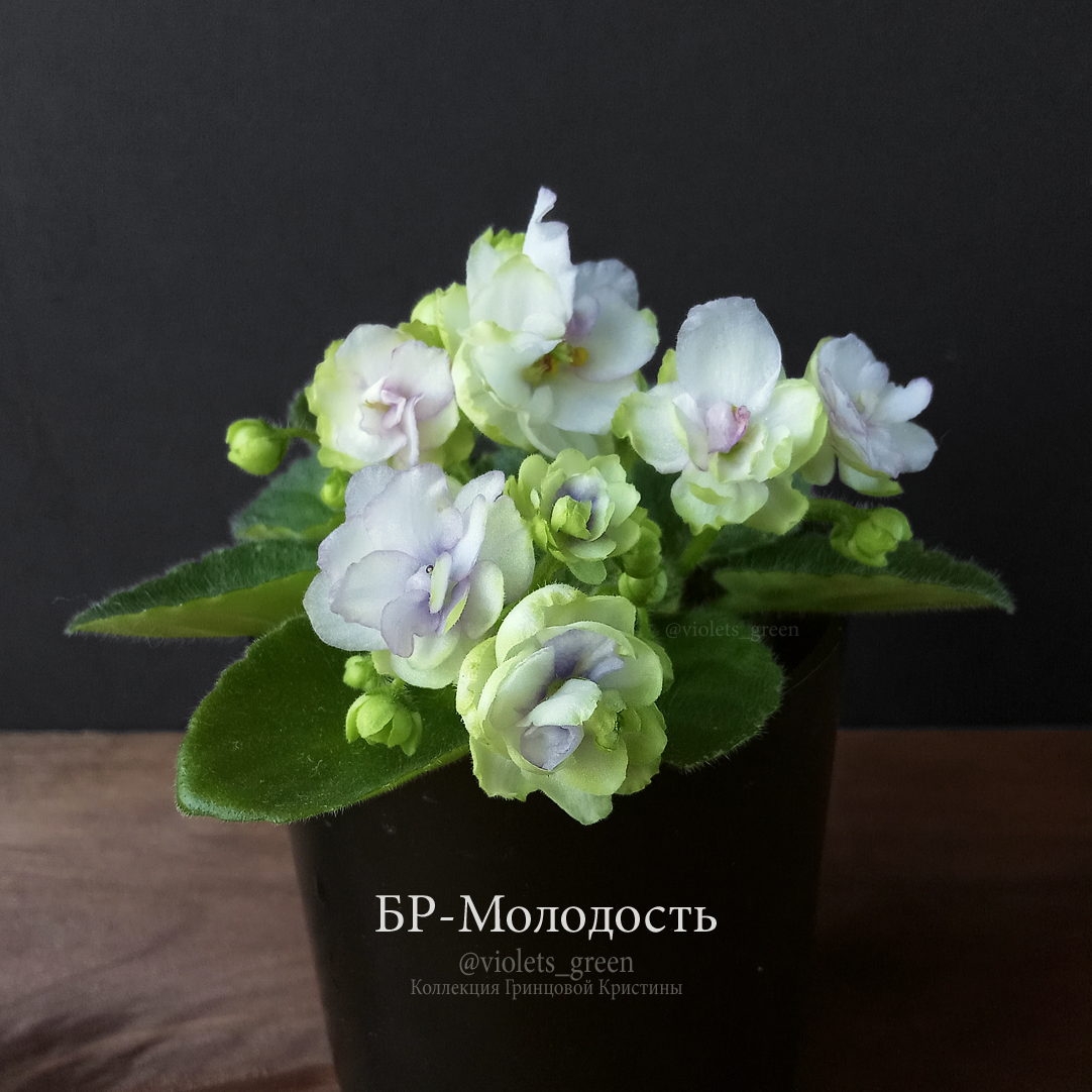 Сортовые фиалки в Челябинске