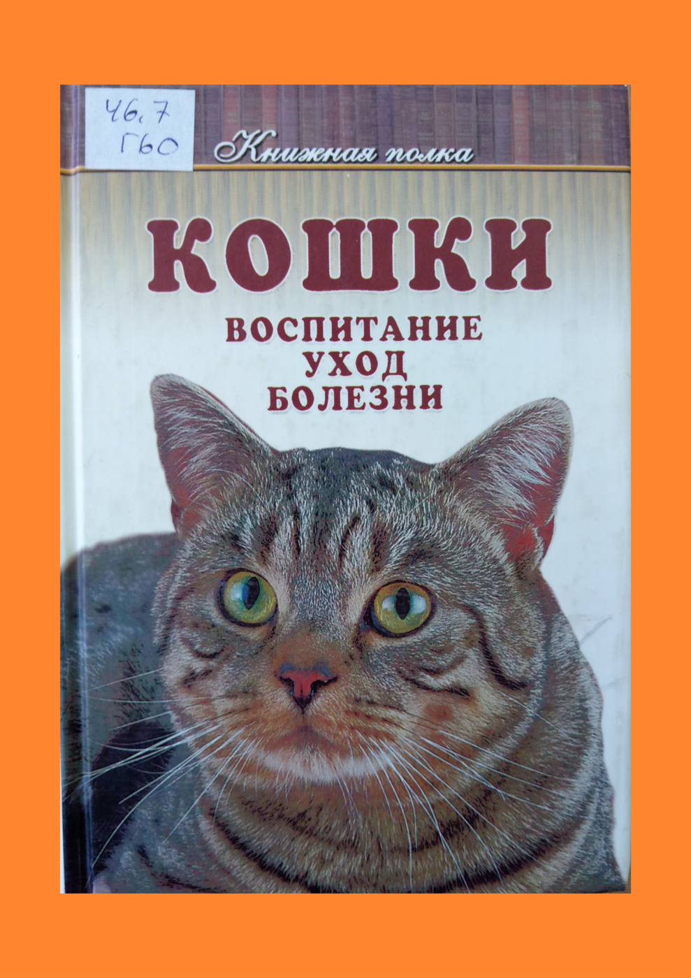 Как воспитать кошку. Как воспитать кошку. Воспитание котенка. Как воспитать кошку правильно. Как воспитать кошку.