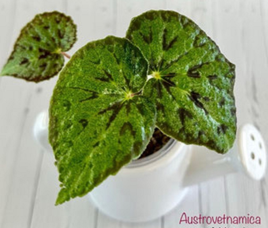 бегония Austrovetnamica rhizo 