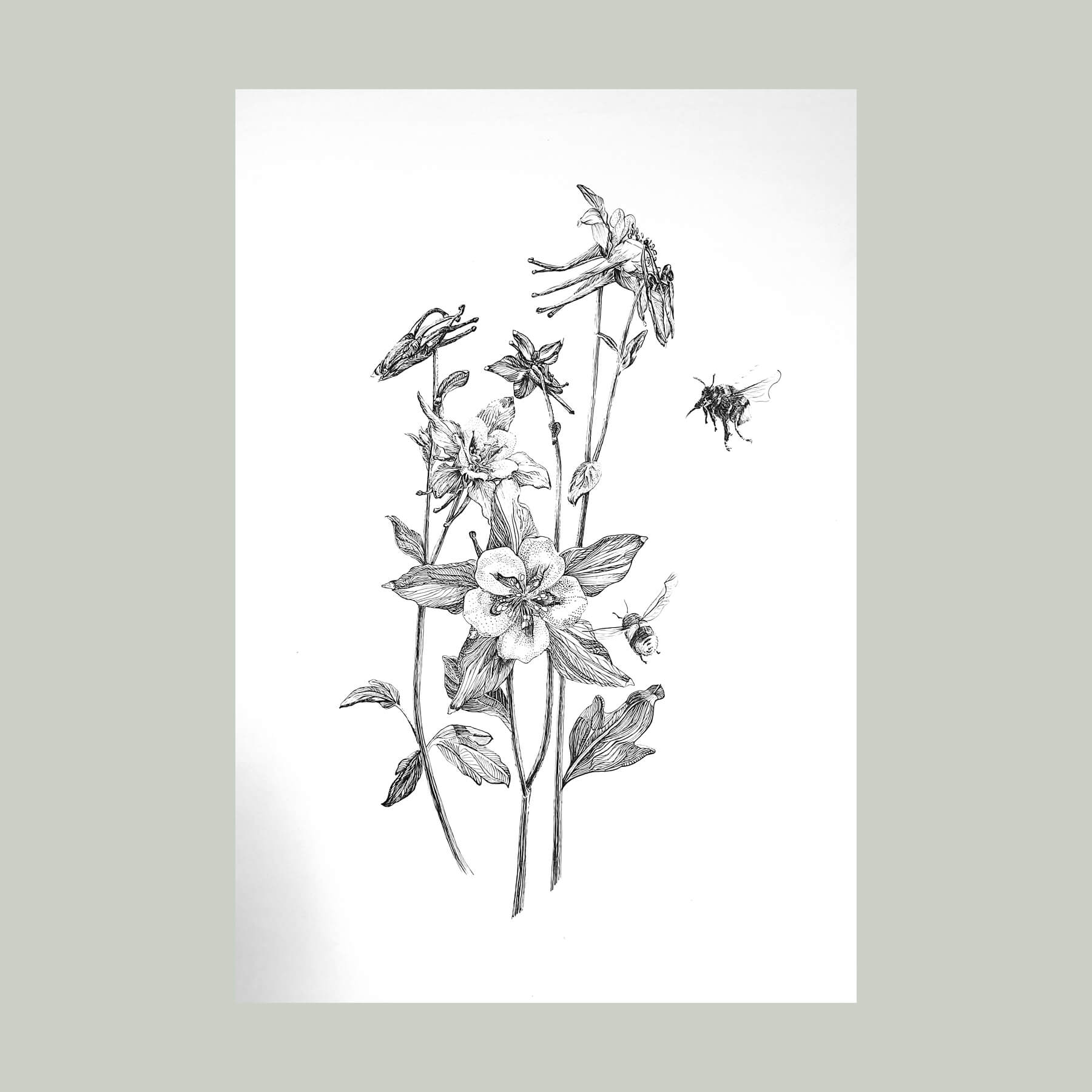 Наталия Береснева. Графика. Aquilegia et duae bumblebees (Аквилегия и два шмеля)