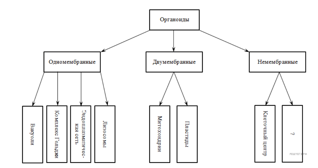 Запишите схему классификация. Органоиды схема ЕГЭ. Классификация органоидов клетки. Схема классификации органоидов. Рисунки органоидов ЕГЭ.