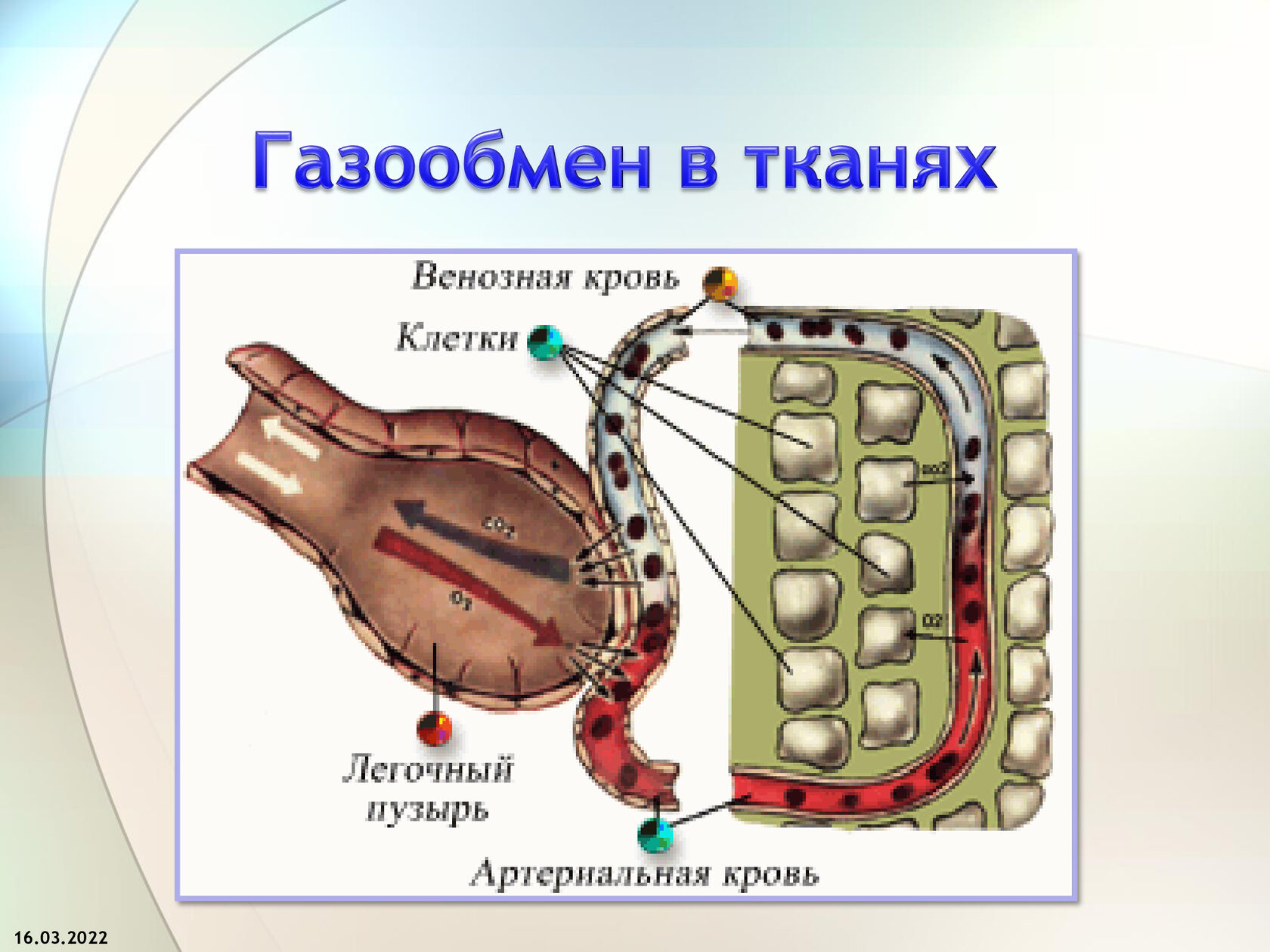 Газообмен какие клетки