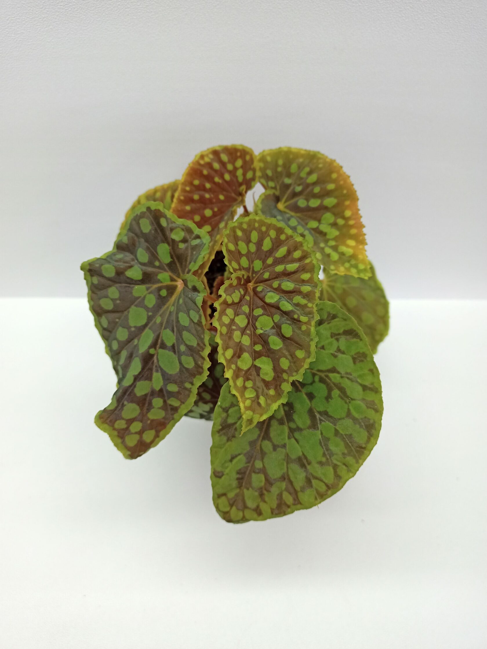 купить бегонию Chlorosticta red form