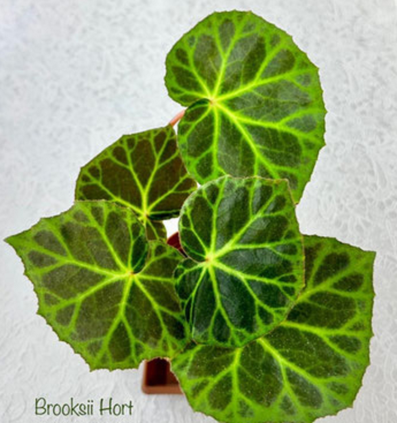 бегония Brooksii Hort 