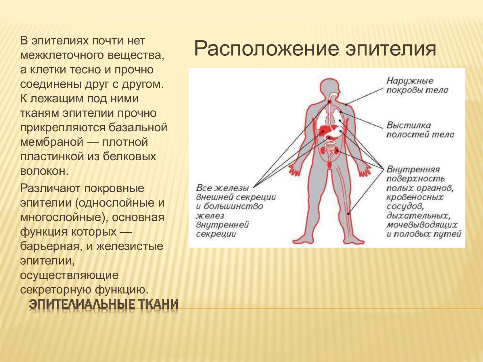 Местоположение ткани. Расположение эпителия в организме. Эпителиальная ткань расположение в организме. Место расположения эпителиальной ткани. Месторасположение в организме эпителиальной ткани.