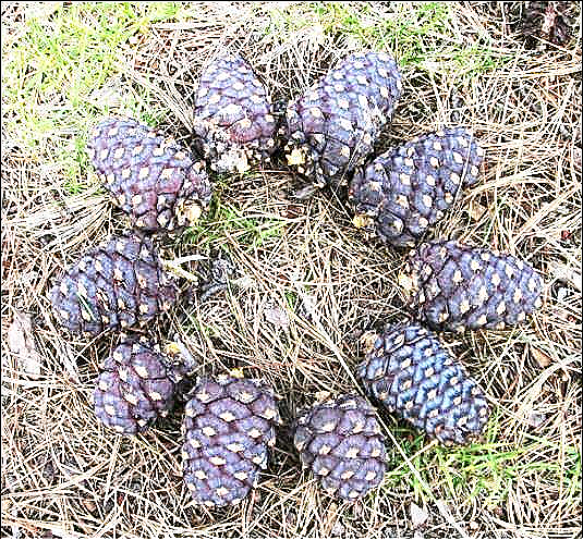  Земля Сибирская 