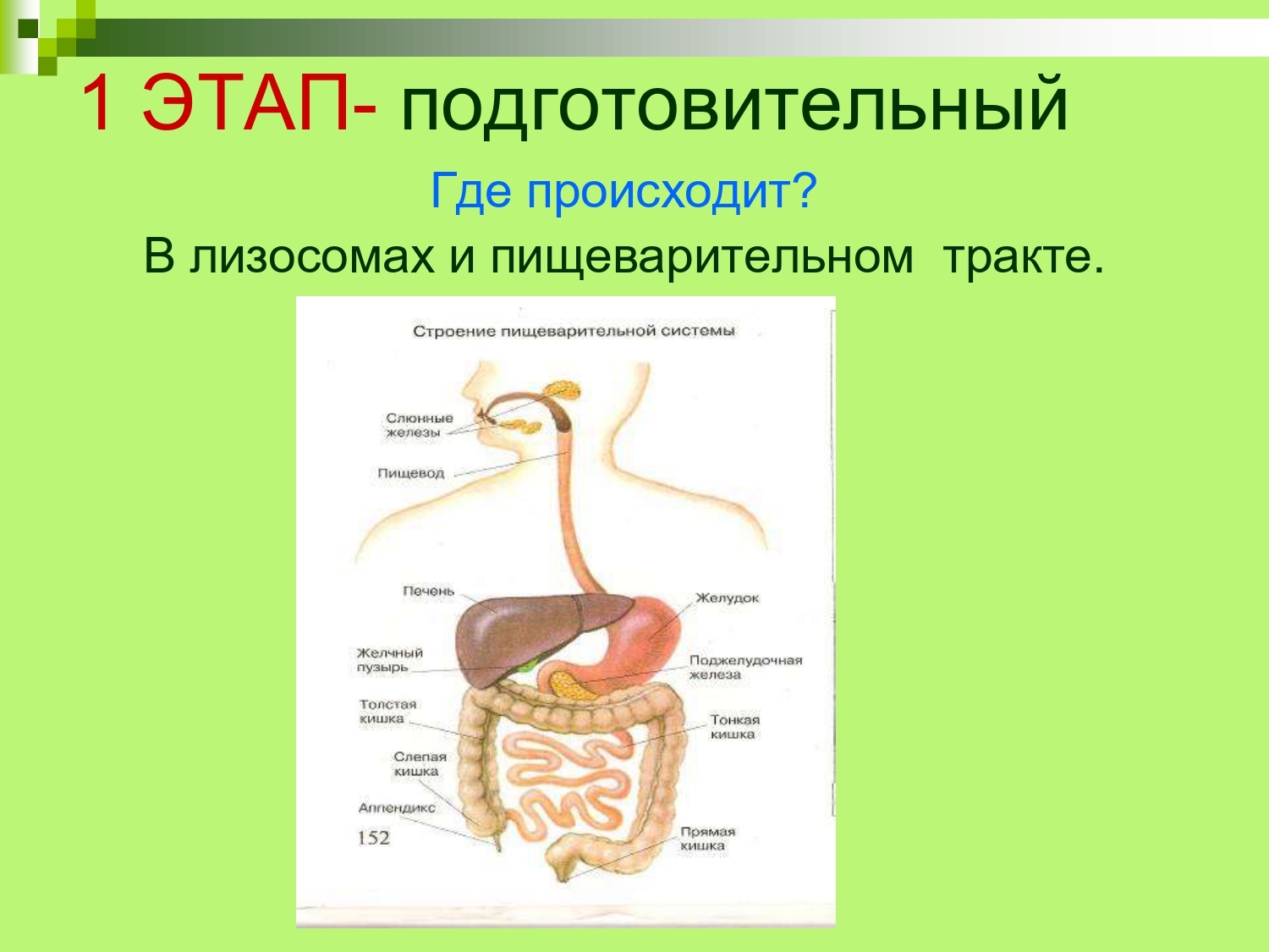 В лизосомах происходит. Подготовительный этап пищеварения. Этапы пищеварительной системы. Подготовительный этап что происходит. Подготовительная фаза пищеварения.