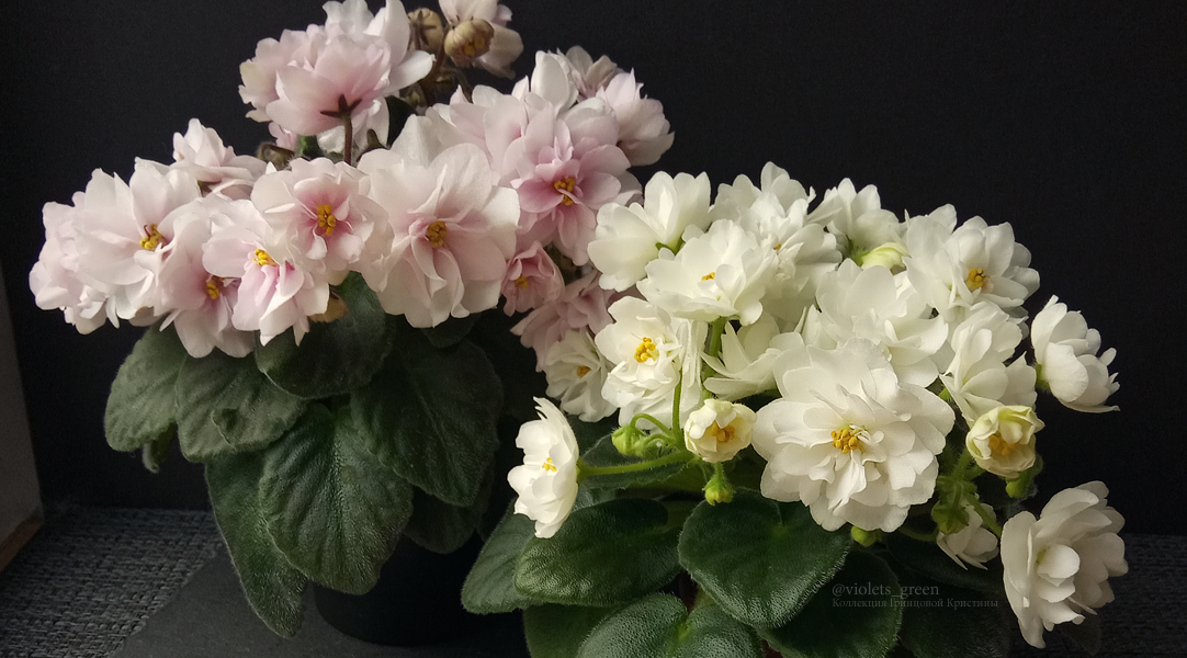 Сортовые фиалки в Челябинске