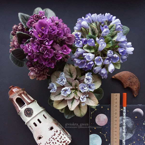 Сортовые фиалки в Челябинске