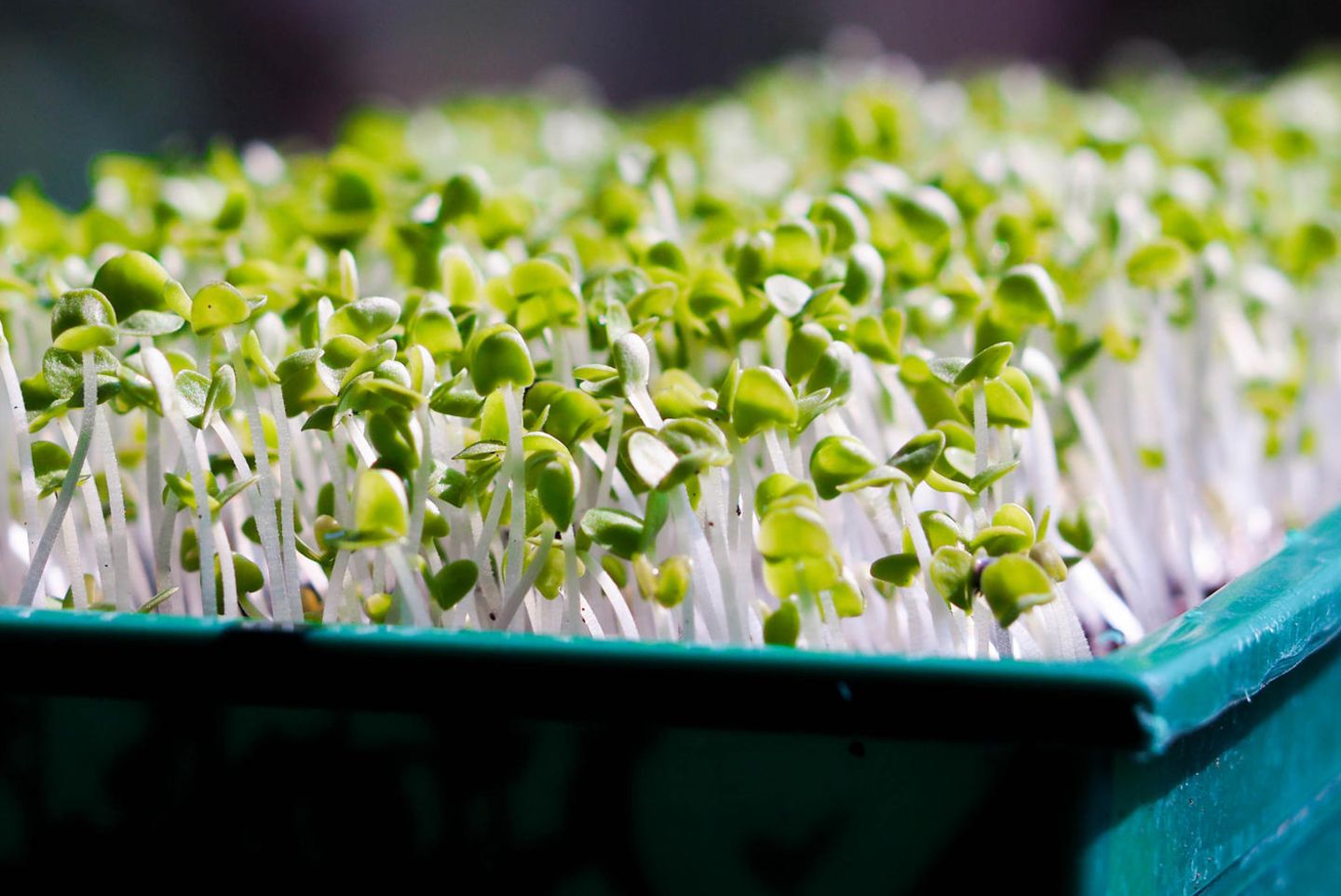 Broccoli Sprouts Купить