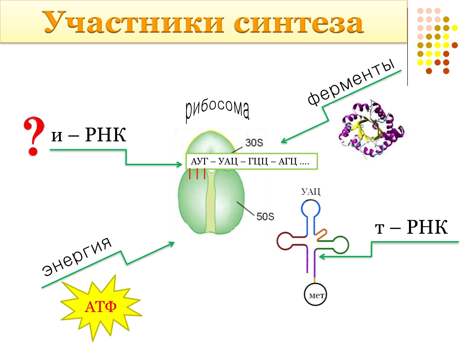 Трансляция т рнк. Биосинтез белка 9 класс. Этапы биосинтеза белка схема. Участники процесса синтеза белка.