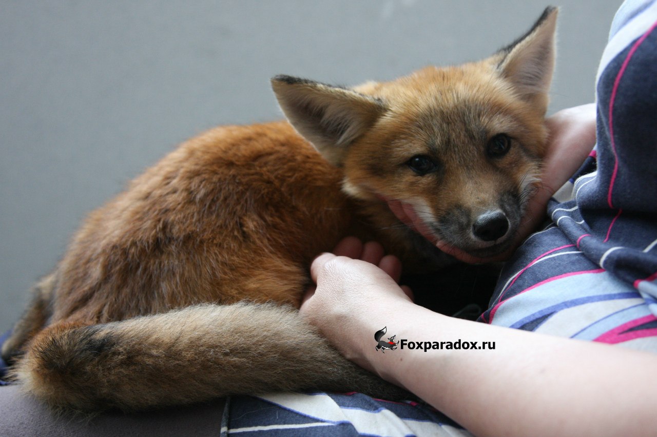 Купить Лисенка Живого В Москве Недорого