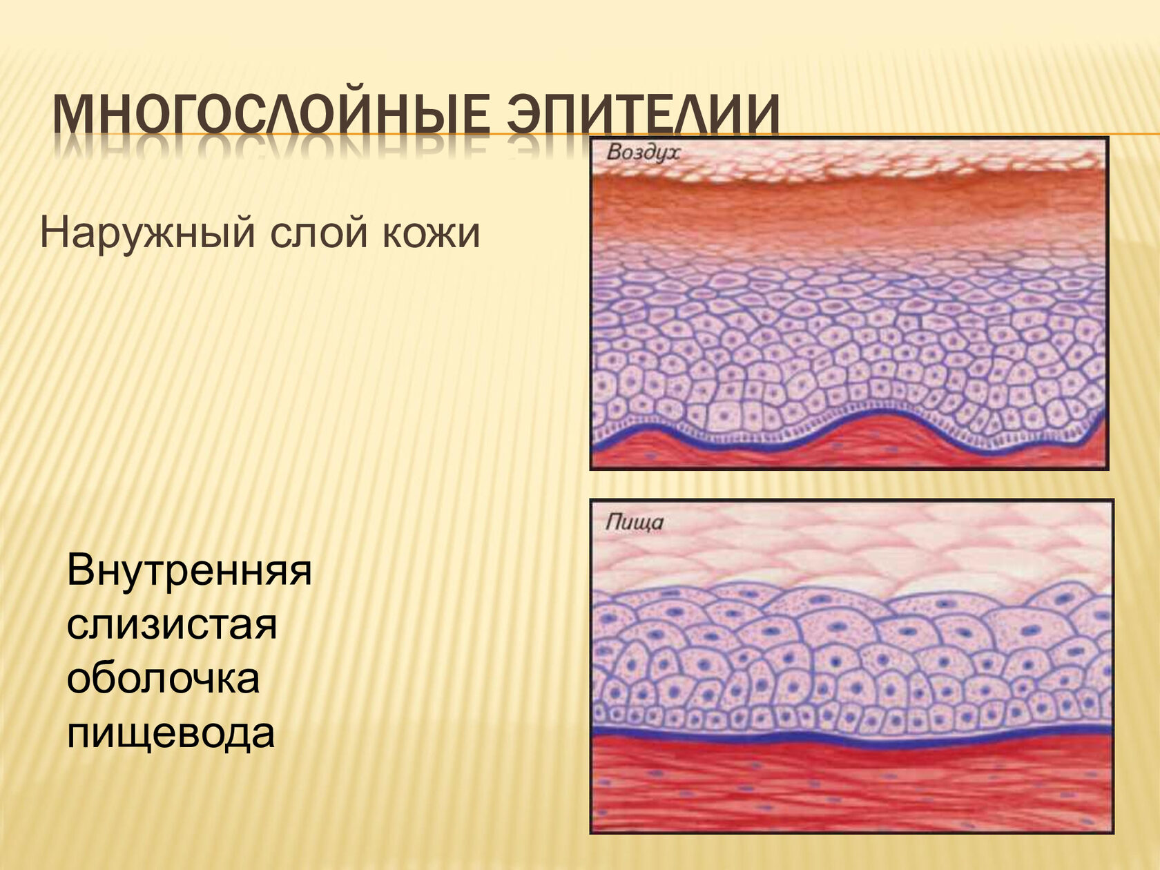 Кожа и слизистые оболочки. Многослойный ороговевающий эпителий. Ороговевающий многослойный эпителий ткань. Многослойный неороговевающий эпителий строение. Многослойный плоский ороговевающий эпителий строение.