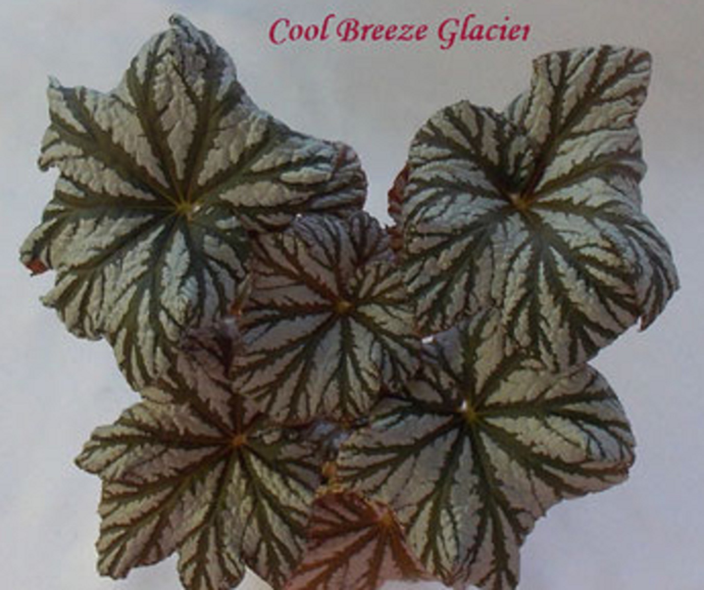 бегония Cool Breeze Glacier 