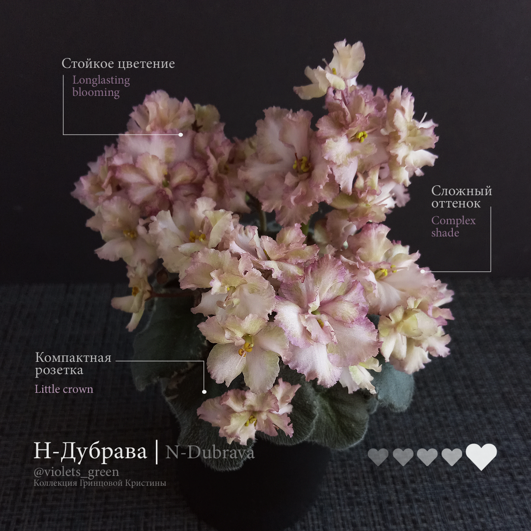 Сортовые фиалки в Челябинске