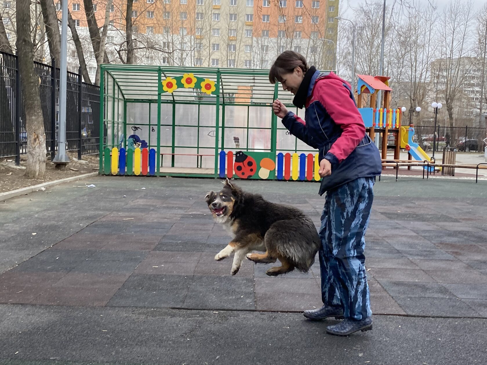 как дрессировать собаку в гта 5 чоп фото 68