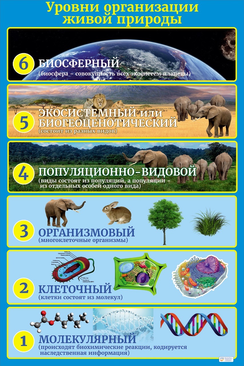 Уровни организации жизни 7 класс презентация