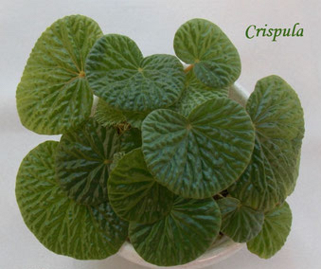 бегония Crispula rhizo