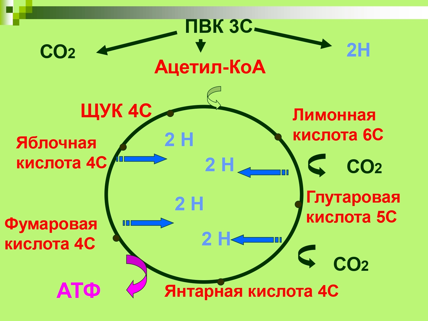 Пировиноградная кислота энергетический обмен. Ацетил КОА со2 АТФ. 2 Ацетил КОА. ПВК В ацетил КОА. Ацетил КОА С кислотой.