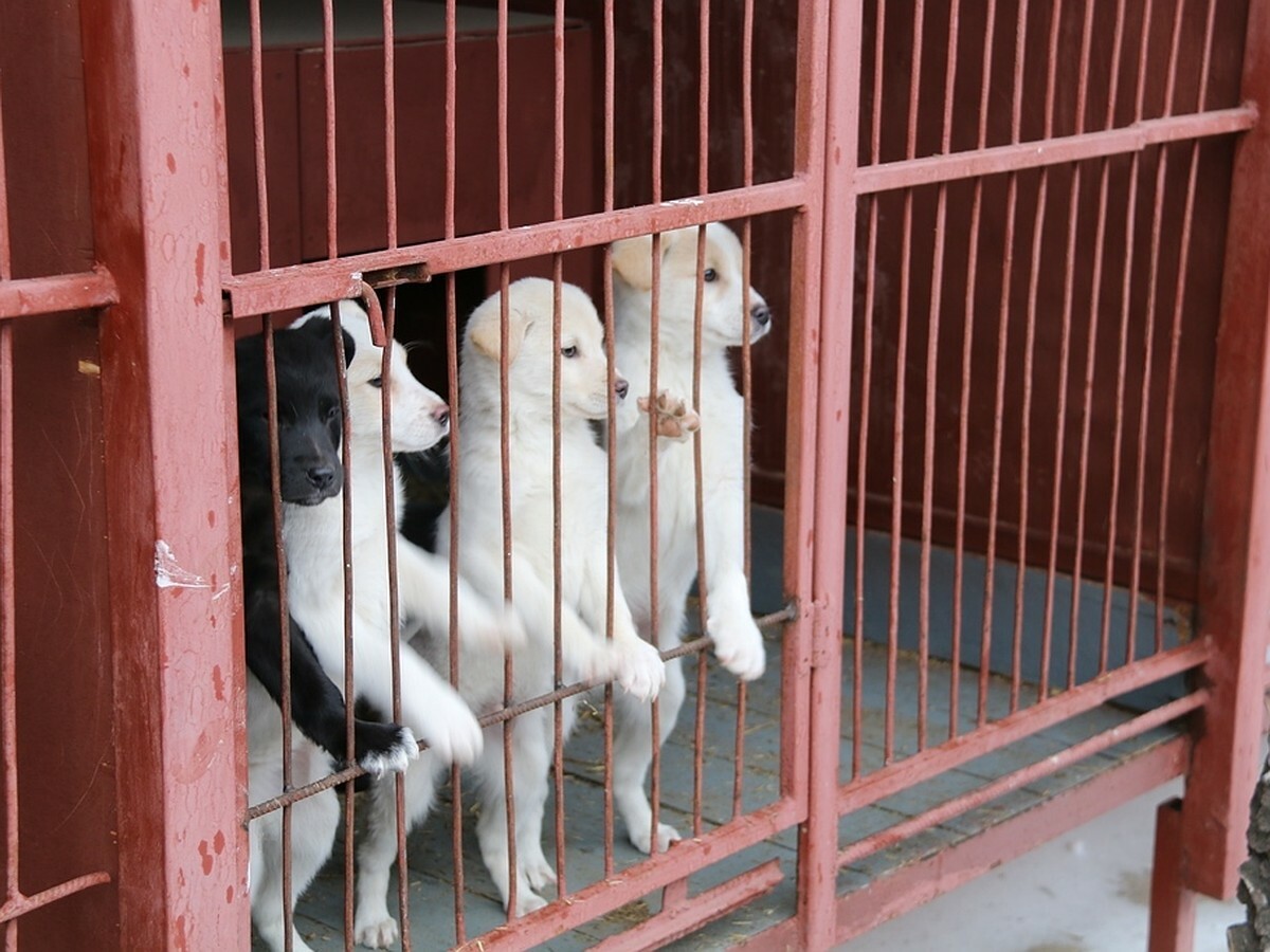 приют для животных континент. оса приют бездомных собак. собачий приют в туле континент. приюты для собак в тульской области. собаки.