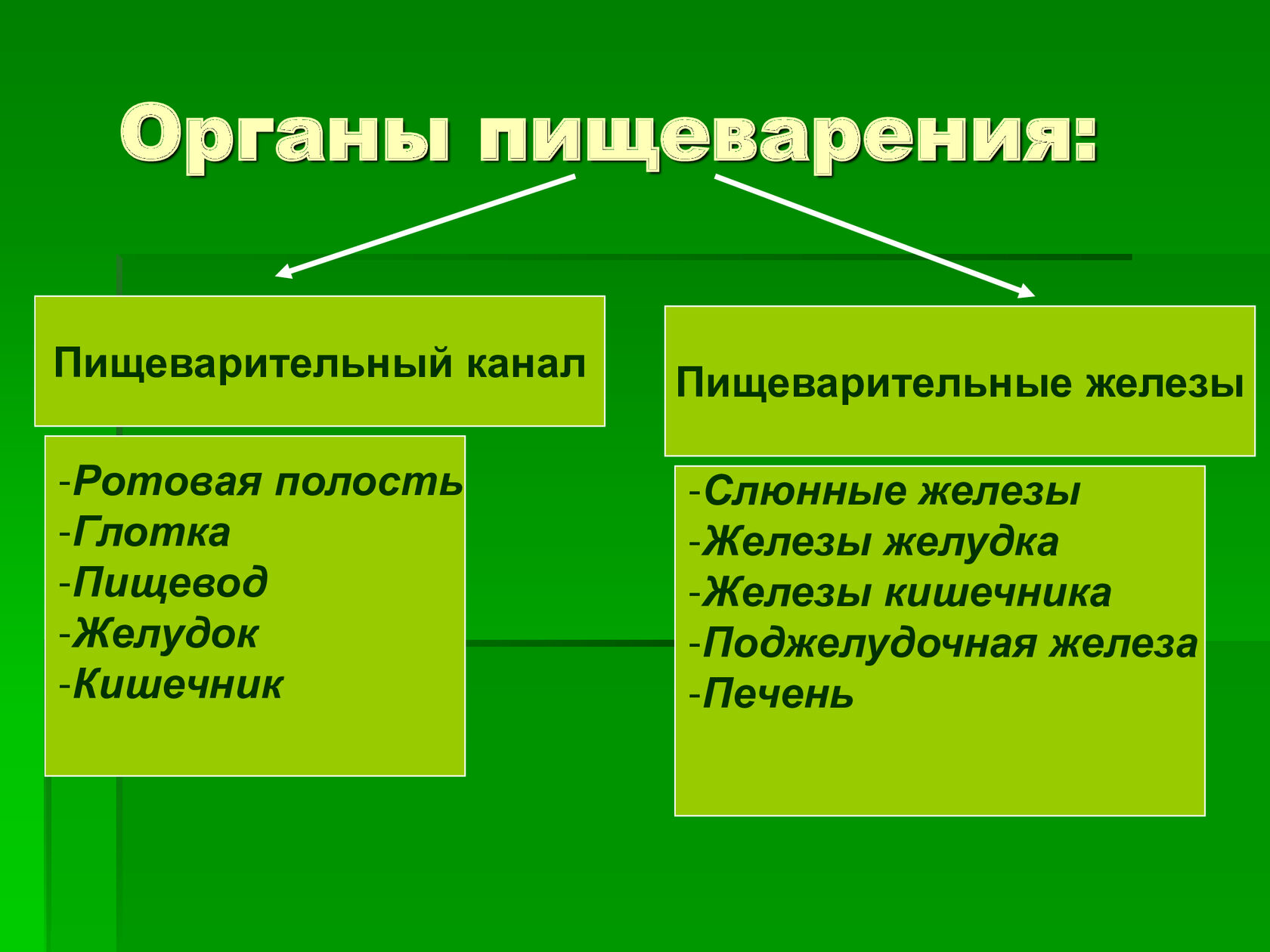 Пищеварительный канал человека пищевод биоценоз