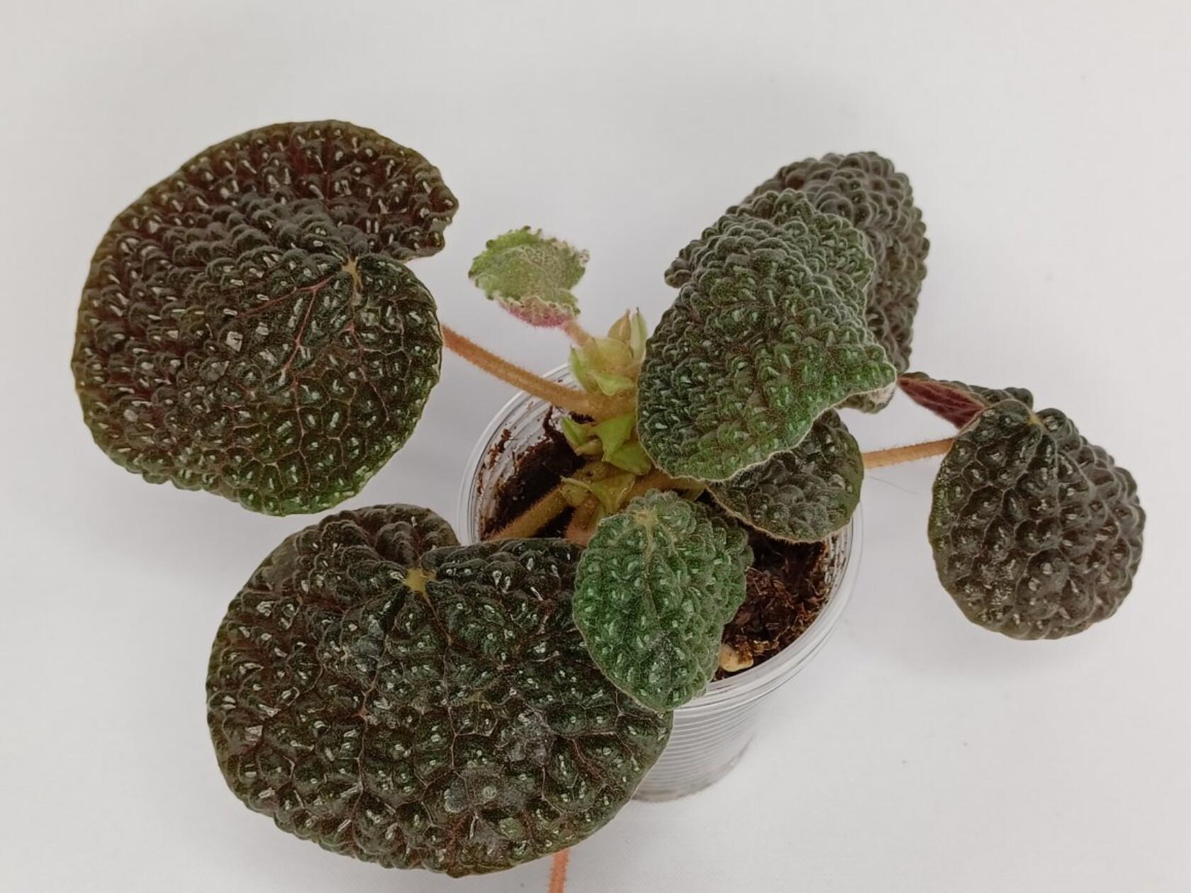 бегония Bulatifolia