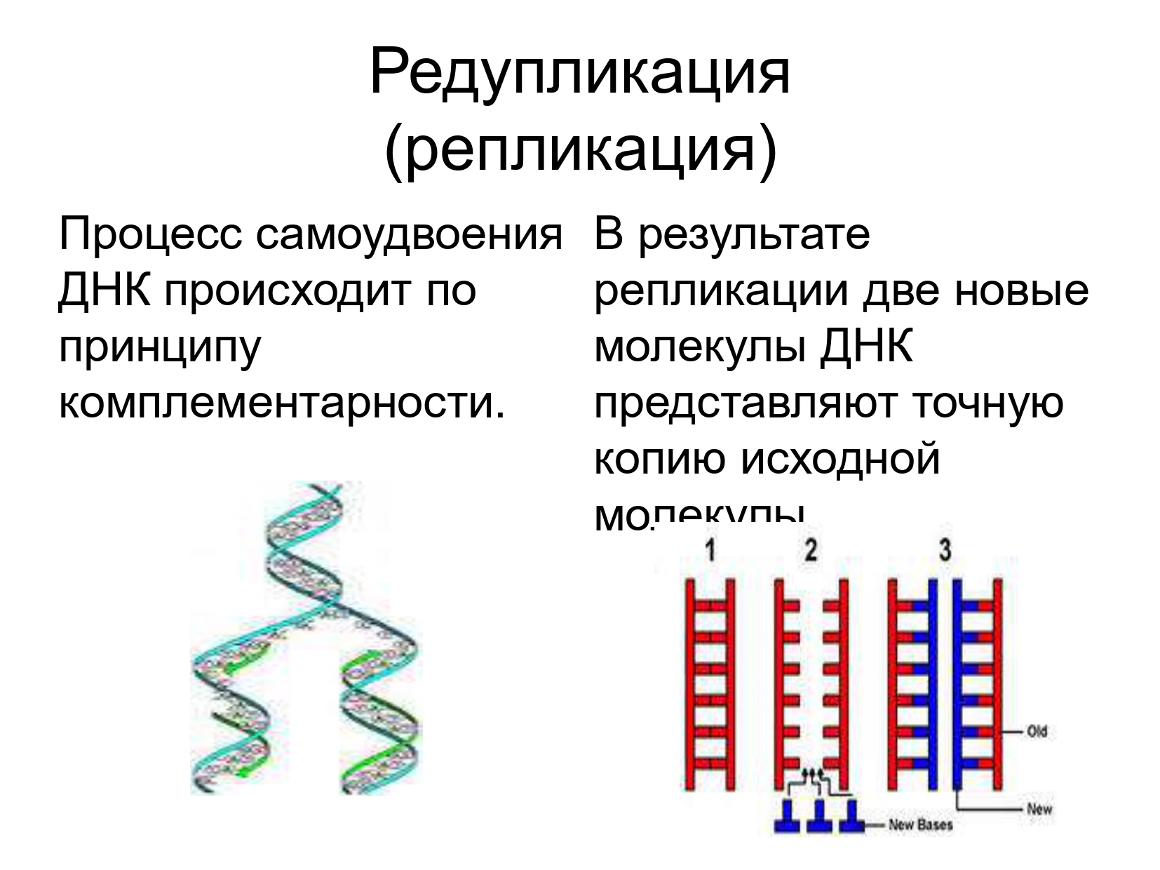 2 цепи днк