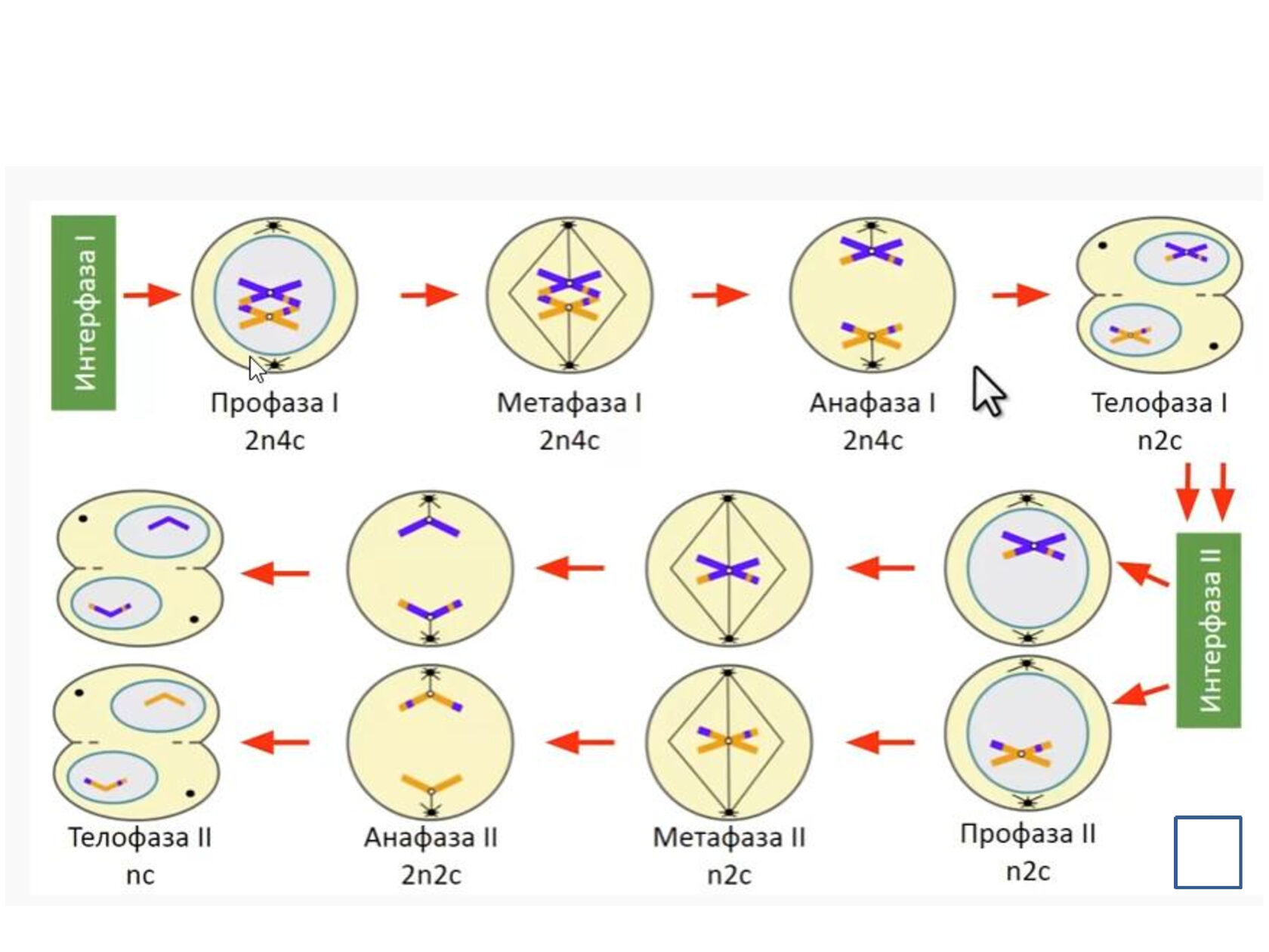 Сколько хромосом в телофазе мейоза 1. Телофаза мейоза 2. Стадии мейоза и митоза схема. Схемы фаз митоза и мейоза. Фазы деления мейоза.