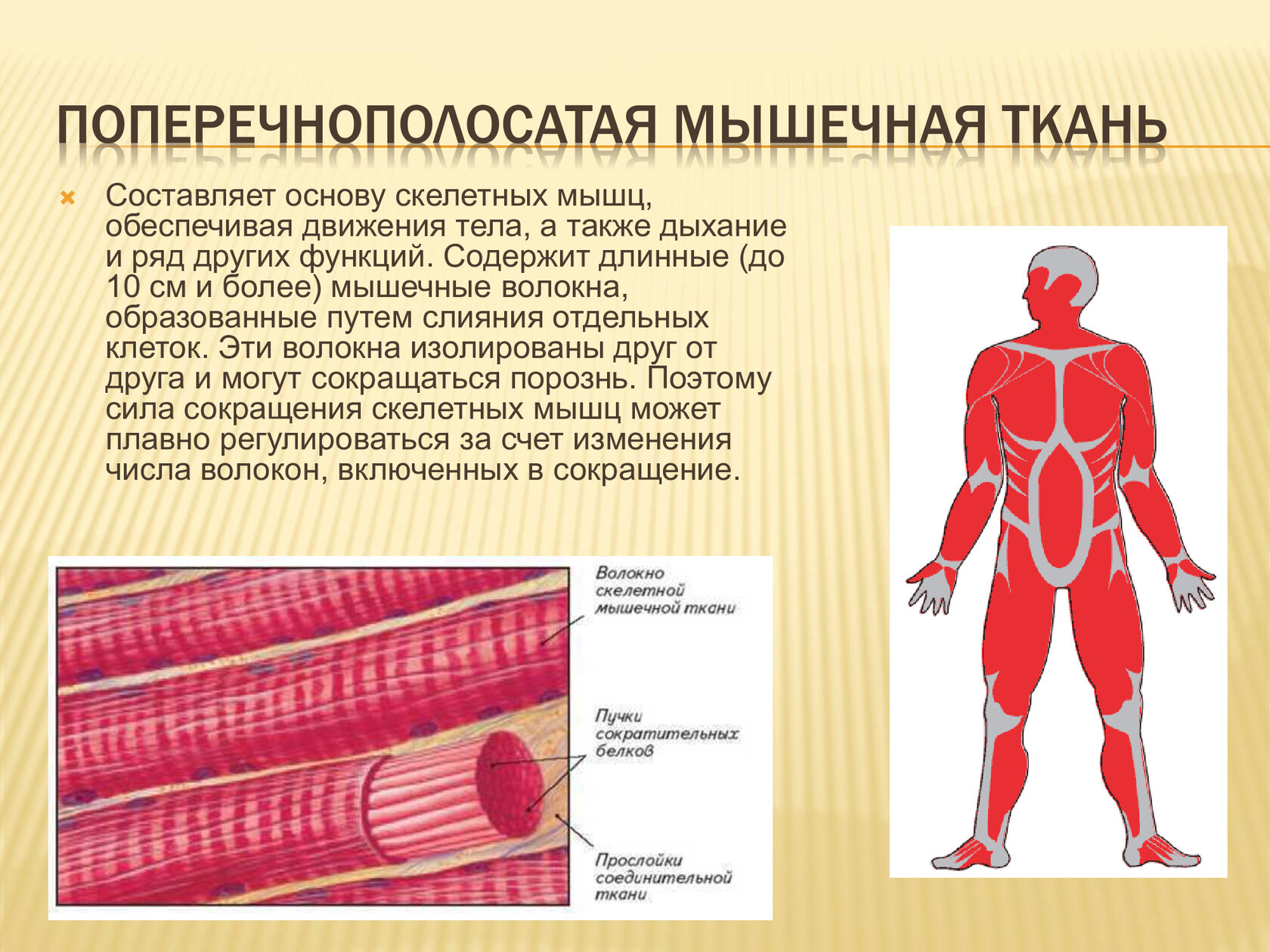 Какая ткань называется мышечной