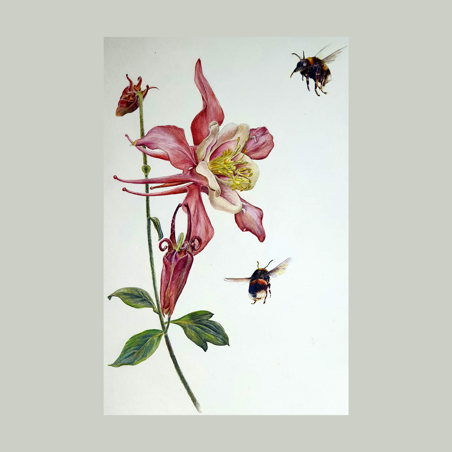 Наталия Береснева. Акварель. Aquilegia et duae bumblebees (Аквилегия и два шмеля)