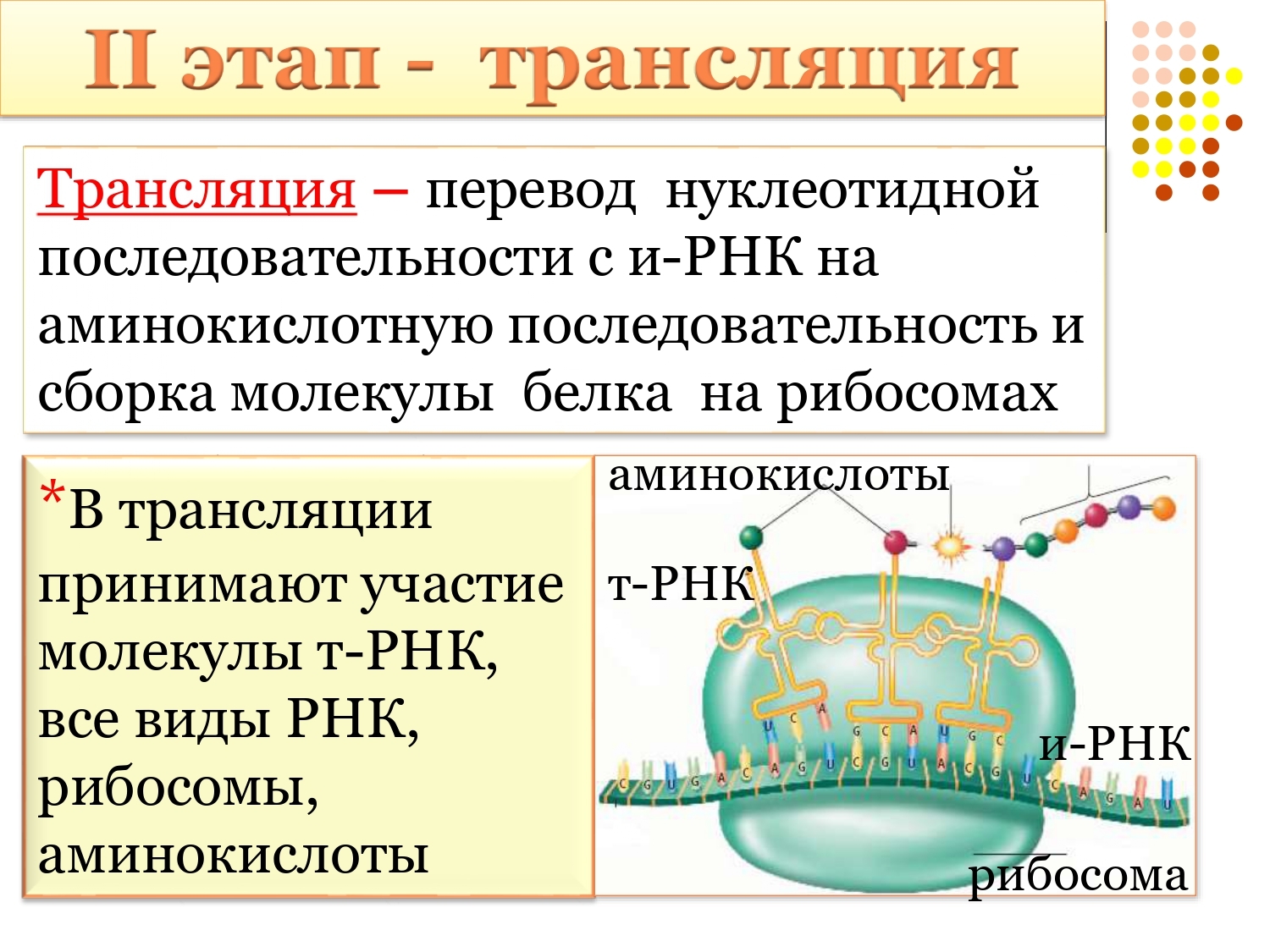 В процессе трансляции участвовало 100 молекул. Синтез белка на рибосомах. Трансляция Биосинтез белка. Трансляция Синтез белковой молекулы. Последовательность трансляции.