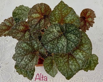Ризомная бегония Alta