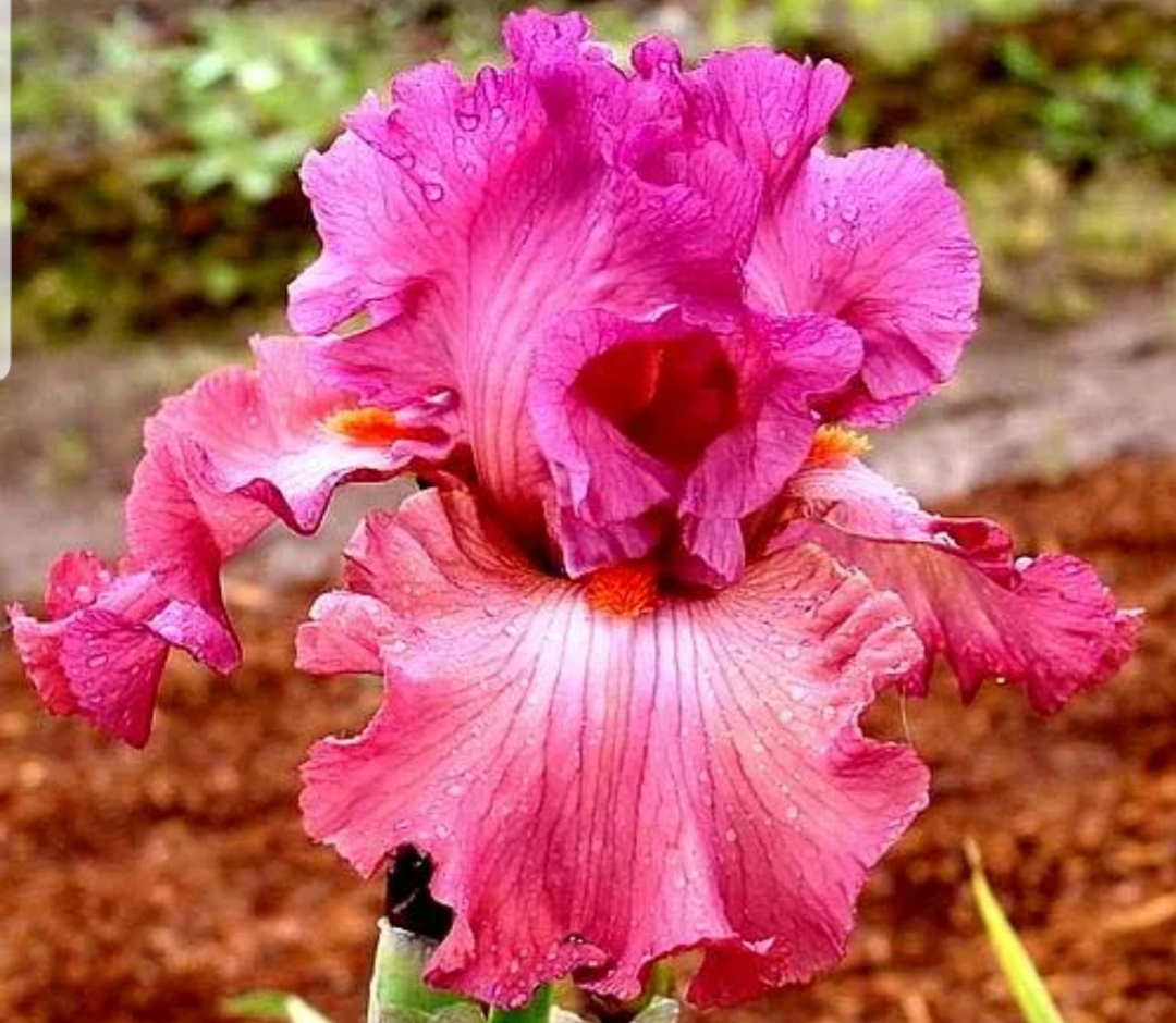 Ирис code red фото. Ирисы пич джем. Ирис сибирский кейп код бойз. Ирис чит. Ирис чит.