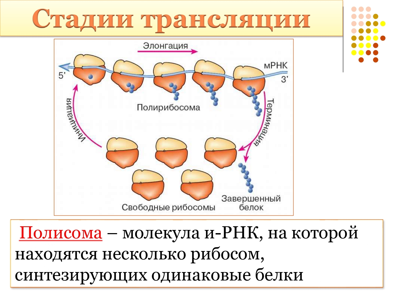 Первый этап трансляции. Синтез белка трансляция полисома. Биосинтез белка полисома. Полисомы строение и функции.