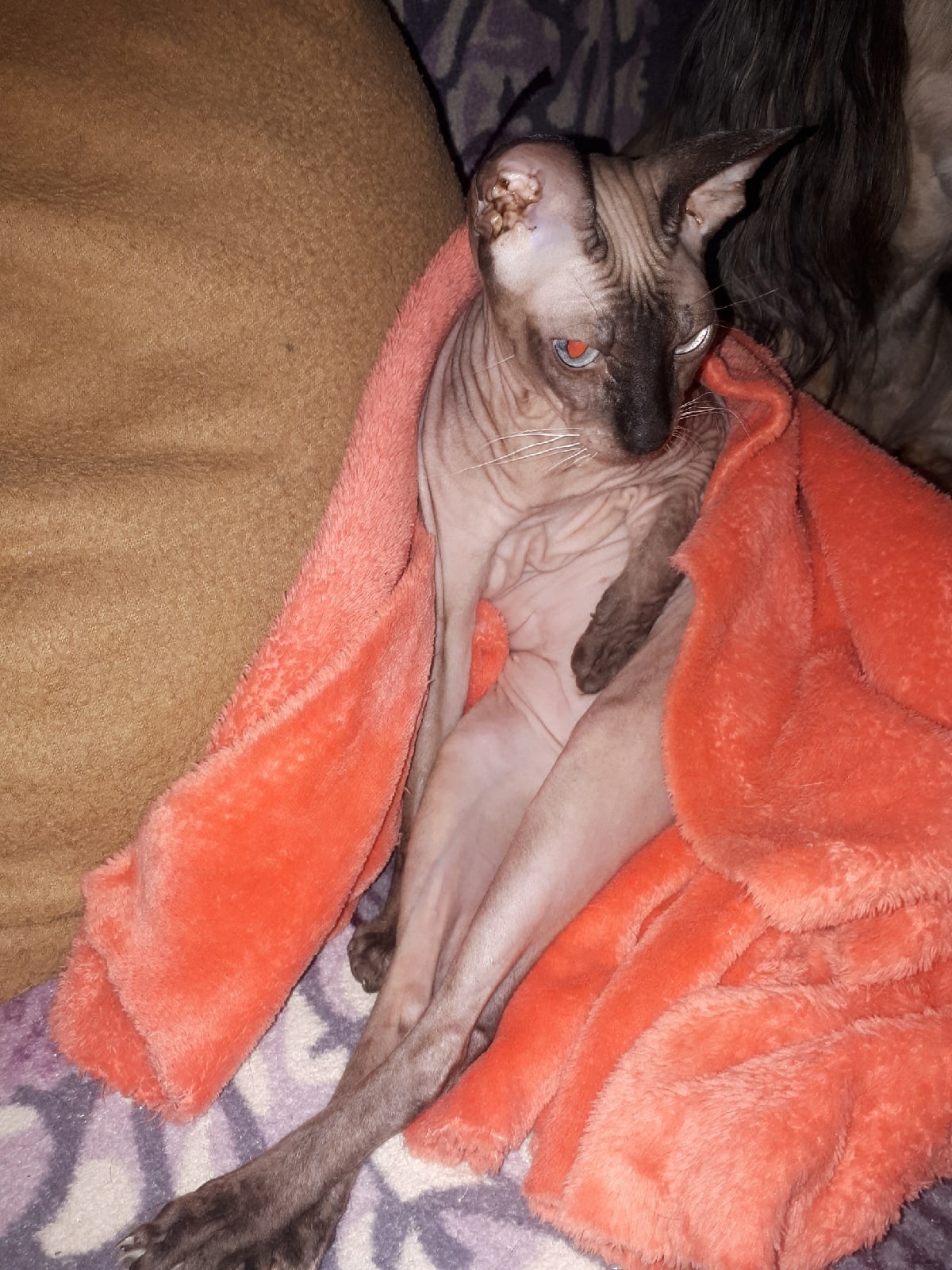 приют для животных в советске калининградской области. приют советск. питомник для животных. приют для животных белореченск. собачьи приюты в калининградской области г.